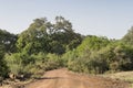 Baobab Tree