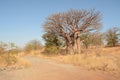 Baobab tree in road. Royalty Free Stock Photo