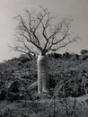 Baobab Tree On A Rocky Hill In Black And White Royalty Free Stock Photo