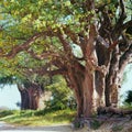 Baobab Royalty Free Stock Photo