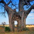 Baobab Royalty Free Stock Photo