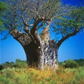 Baobab Royalty Free Stock Photo