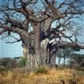 Baobab Royalty Free Stock Photo