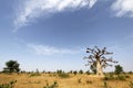 Baobab Tree in Senegal Royalty Free Stock Photo