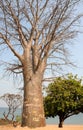 Vandalised baobab on the shore of Lake Malawi Royalty Free Stock Photo