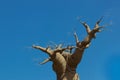 Baobab tree on sky 05-15-2015 Royalty Free Stock Photo