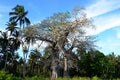 Baobab tree and the sky, Tanzania Royalty Free Stock Photo