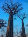 baobab tree, skyline, long trees, Forest