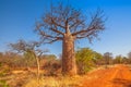 Baobab tree South Africa Royalty Free Stock Photo