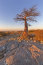 Baobab Tree at sunrise