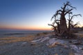 Baobab tree before sunrise