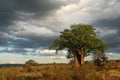 Baobab Tree - Tarangire National Park. Tanzania, Africa