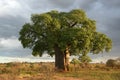 Baobab Tree - Tarangire National Park. Tanzania, Africa