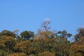 BAOBAB TREE TOWERING OVER OTHER TREES IN BOTSWANA Royalty Free Stock Photo