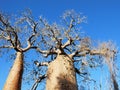 Baobab tree, trunk, branches with fruits and blue sky Royalty Free Stock Photo