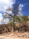 Baobab tree, Wadi Hanna, Oman