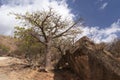 Baobab tree in Wadi Hanna, Oman