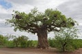 Baobab tree with weaver bird nests in Kruger National Park, South Africa Royalty Free Stock Photo