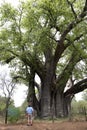 Baobab tree