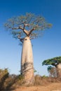 Baobab trees Royalty Free Stock Photo