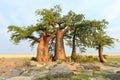 Baobab Trees Royalty Free Stock Photo