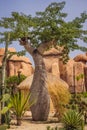 Baobab trees along the unpaved red road at sunny hot day. Madagascar Royalty Free Stock Photo