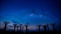 Baobab trees avenue of the baobabs in Madagascar as the landscape with Milky Way Royalty Free Stock Photo