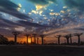 Sunset - Baobab trees, Baobabs forest - Baobab alley, Morondava, Madagascar.