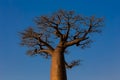 Baobab trees with blue sky which baobabs in Madagascar,evening scene