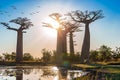 Beautiful Baobab trees at sunset at the avenue of the baobabs in Madagascar Royalty Free Stock Photo