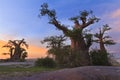 Baobab Trees