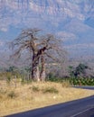 Baobab Trees growing near the foot of Abel Erasmus Pass in the Limpopo Province of South Africa Royalty Free Stock Photo