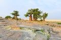 Baobab Trees