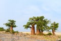 Baobab Trees Royalty Free Stock Photo