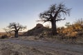 Baobab trees and kopje in Mapungubwe NP