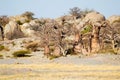 Baobab Trees at Kubu Island