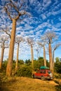 Baobab trees, Madagascar Royalty Free Stock Photo