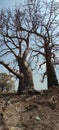 Baobab trees, Mandav Royalty Free Stock Photo