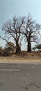 Baobab trees, Mandu Royalty Free Stock Photo