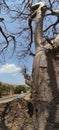 Baobab trees, Mandav Royalty Free Stock Photo