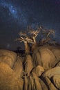 Baobab trees and rocks under the milkyway