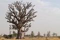 Baobab trees in Senegal Royalty Free Stock Photo