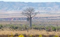 Baobab trees on sunny day in Madagascar Royalty Free Stock Photo