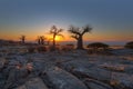 Baobab trees at sunrise