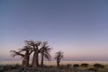 Baobab Trees before sunrise