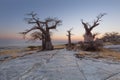 Baobab trees before sunrise