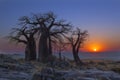 Baobab trees at sunrise