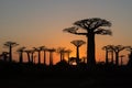 Madagascar Baobab Trees Royalty Free Stock Photo
