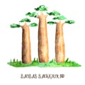 Baobab trees