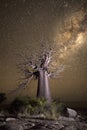 A baobab under a Milky Way.